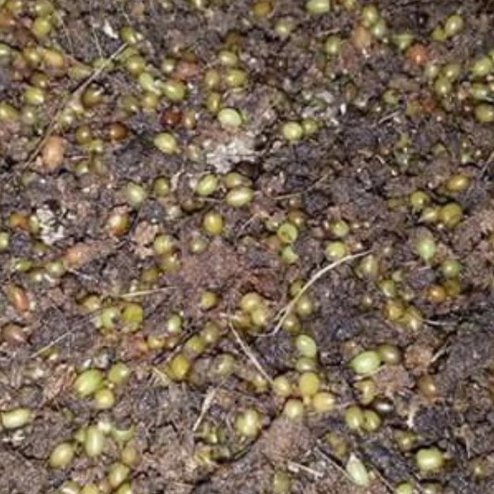 Gambar Telur Cacing Lumbricus Rubellus Kemasan 250 Butir - 250 Butir dari Rumah Cacing Sumedang undefined Tokopedia