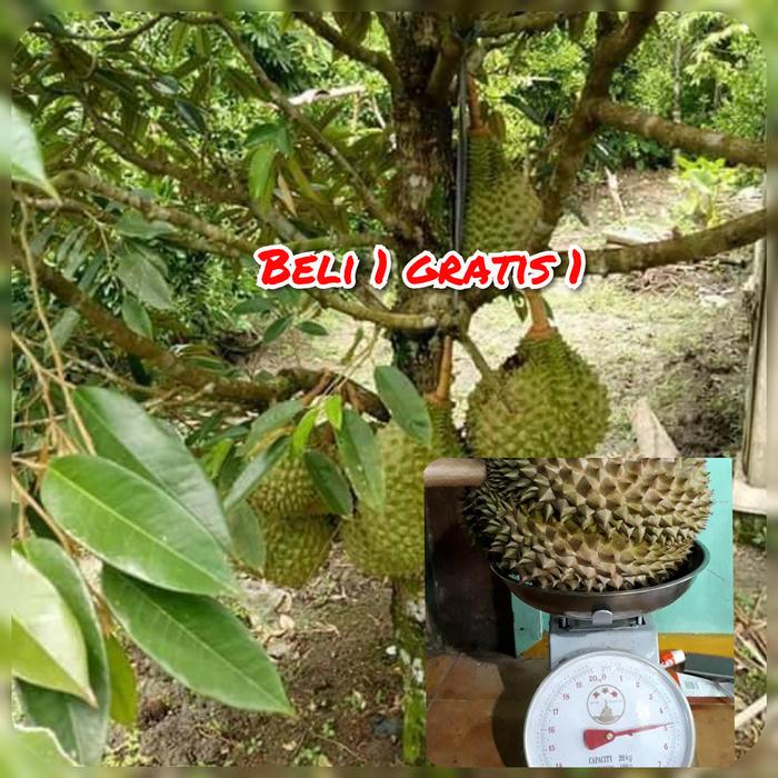 Gambar bibit durian musangking berbuah pendek beli 1gratis 1 dari Azalea Garden Metro Lampung undefined Tokopedia