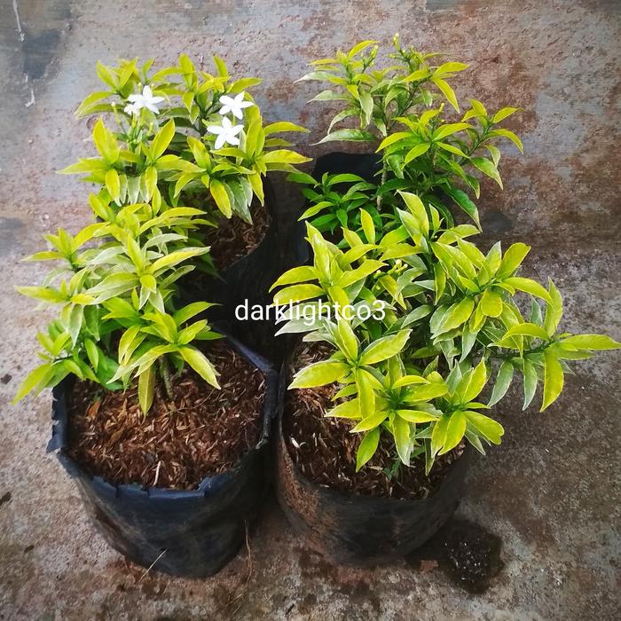 Jual Tanaman Hias Taman Bunga Rombusa Mini Sabrina Mini Kuning Kab Purbalingga Kebon Trubus Tokopedia