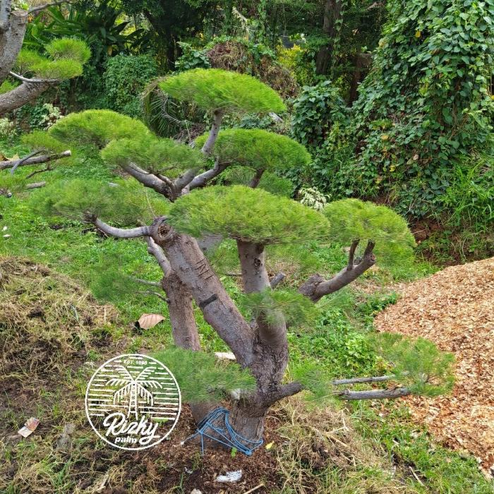 Gambar Pohon Bonsai Cemara Udang dari Rizky Palm undefined Tokopedia