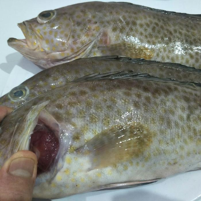 Gambar ikan kerapu - 1 kg dari Makmur Lautan Sentosa undefined Tokopedia