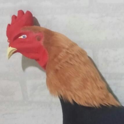 Gambar LATIHAN BONEKA AYAM ADU FULL BODY - Cokelat dari Toko chocoku undefined Tokopedia