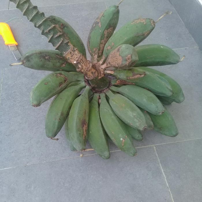 Gambar PISANG BATU PISANG BIJI PISANG KLUTUK TUA 1KG dari Cv herbal alam undefined Tokopedia
