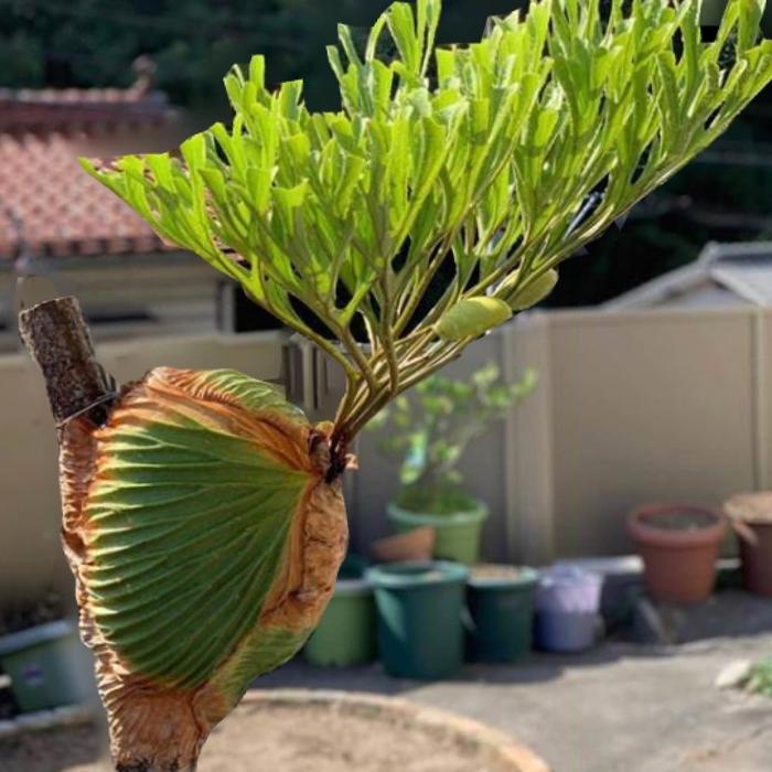 Jual Platycerium Ridleyi Kota Yogyakarta Kebun Winongo Tokopedia