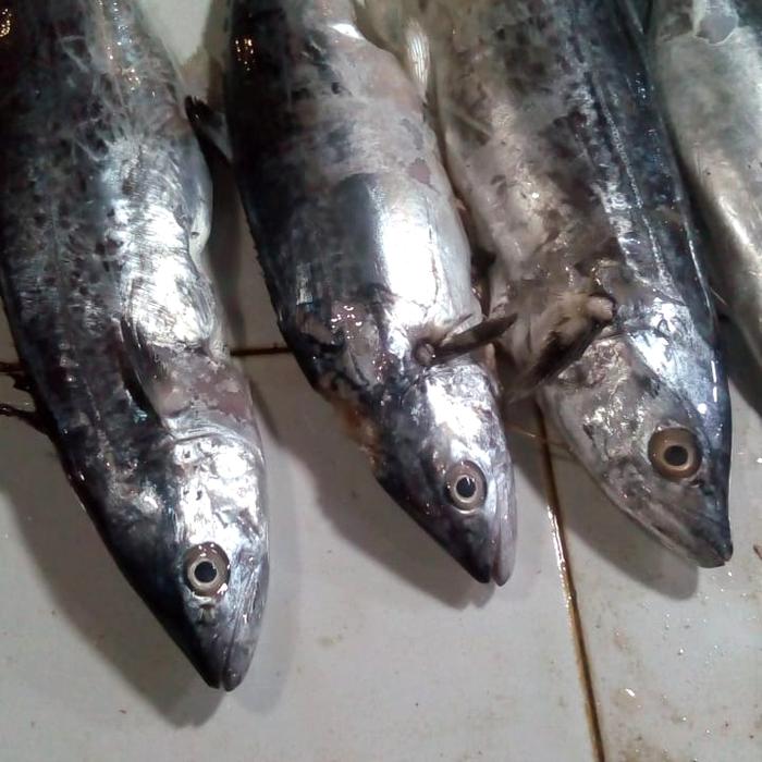 Gambar Ikan Tenggiri Giling ataupun per ekor dari JAKADARAMBIL undefined Tokopedia