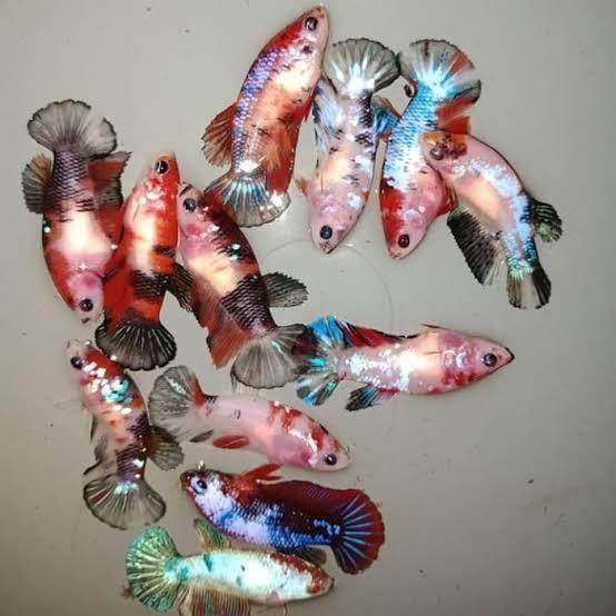 Gambar ikan cupang plakat koi multicolor dari Waroenk cupang ngapak undefined Tokopedia
