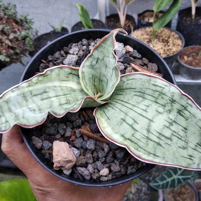 サンスベリア ドラゴンジェイド 斑入り 子株付き 【公式通販】