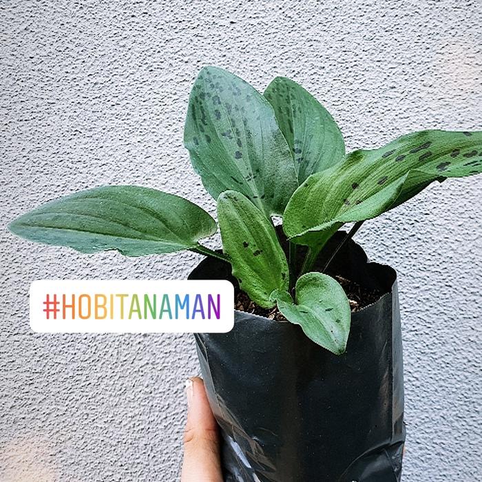 Jual Tanaman Keladi Tikus Tanaman Obat Kanker Jakarta Utara Hobi Tanaman Tokopedia