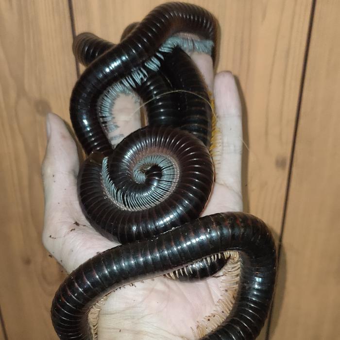 Jual Giant Silver Legged Millipede Kaki Seribu Raksasa Hias Kota Bandung Smileyshop2 Tokopedia Jual Giant Silver Legged Millipede Kaki Seribu Raksasa Hias Kota Bandung Smileyshop2 Tokopedia