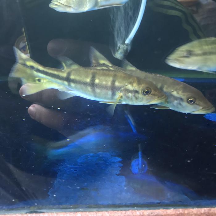 Temensis Paca Jual Ikan peacock bass temensis venezuela - Jakarta Pusat - Bagusfish ...