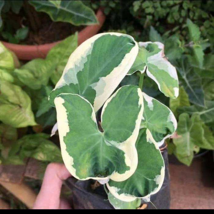 Jual Tanaman Keladi Tikus Keladi Tikus Kab Bogor Rendy Store Global Tokopedia