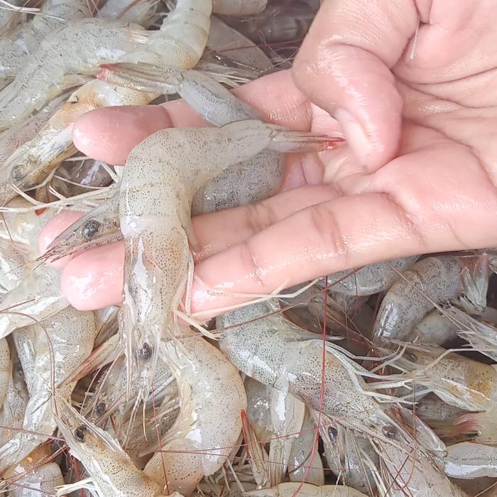 Gambar udang peci /udang laut dari judin udang segar pademangan undefined Tokopedia