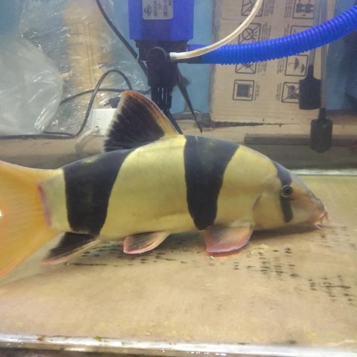 Gambar ikan botia dari Qyubin aquatic undefined Tokopedia