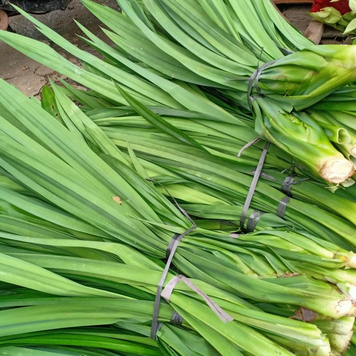 Gambar daun pandan wangi segar jual per iket dari IKAN BASAH RIZAL undefined Tokopedia