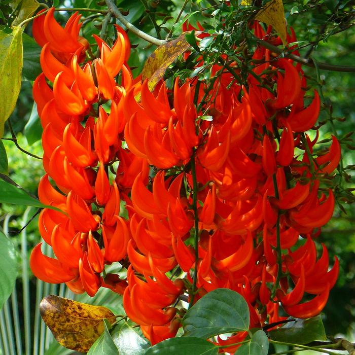 Gambar Bibit Bunga Api Papua/Flame of Irian/ Red Jade Vine - Orange dari Oppa Kage undefined Tokopedia