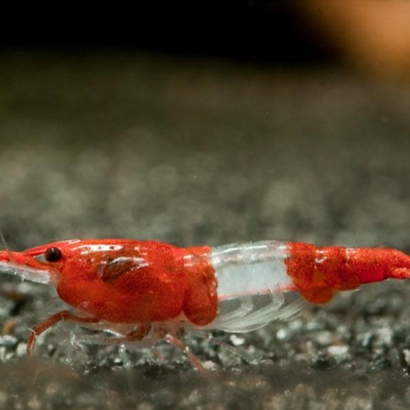 Jual Udang Hias Aquascape Red Rilly Kota Surabaya Alecary Shop Tokopedia