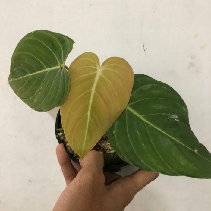 Gambar Tanaman Hias Philodendron Glorious ( P. Gloriosum X P. Melanochrysum) dari RAMAHTANAHKU undefined Tokopedia