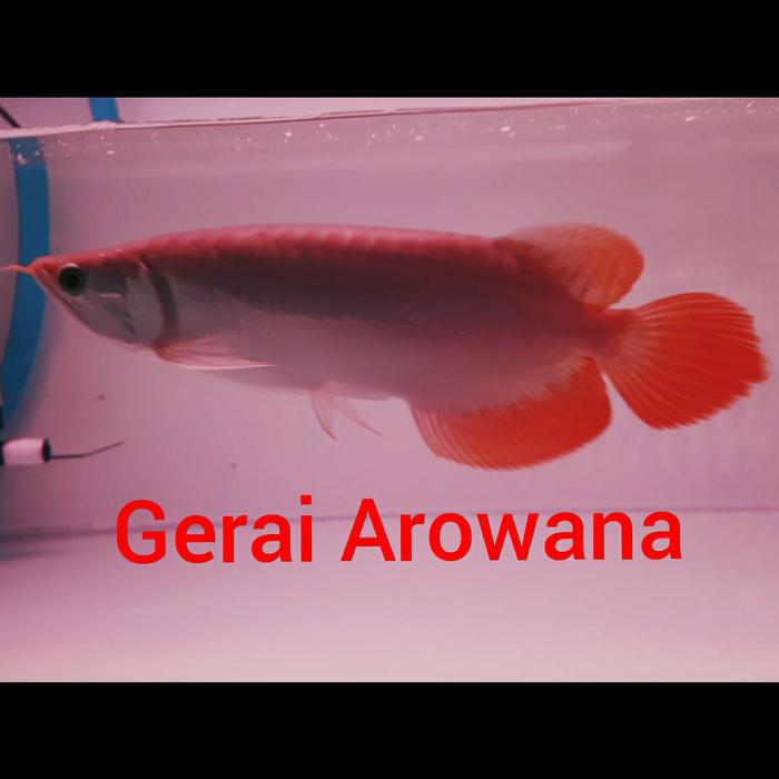 Gambar ikan arwana super red +-30 bakat sumo dari Gerai Arowana Tk undefined Tokopedia