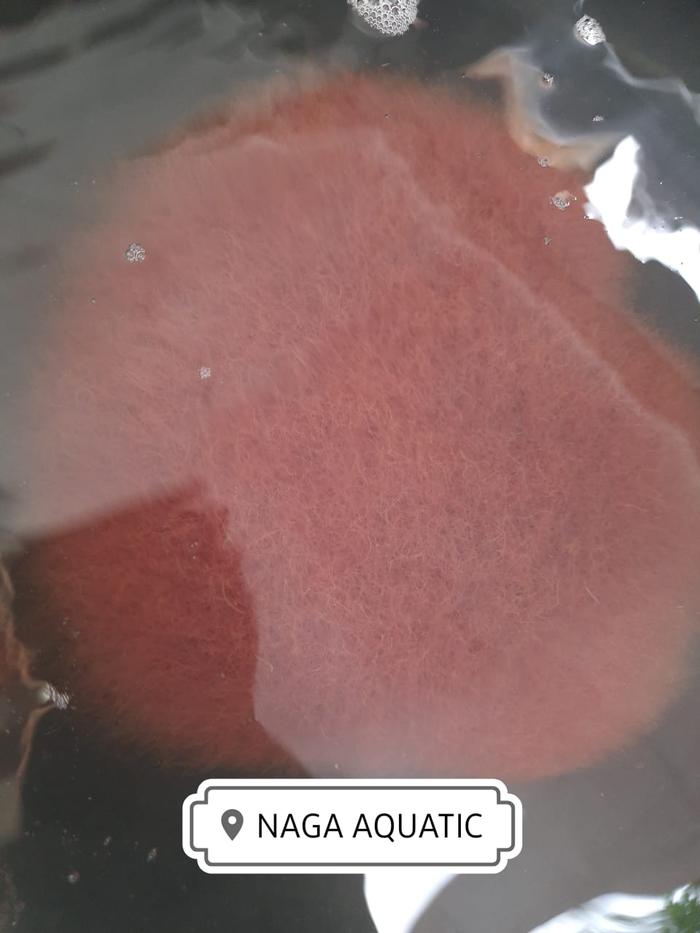 Gambar Cacing sutra untuk pakan ikan khusus ojek dari Naga Aquatics undefined Tokopedia