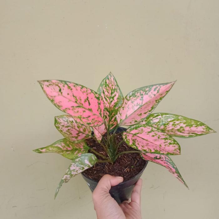 Gambar AGLONEMA LADY VALENTINE dari LADYQUEEN PLANTS undefined Tokopedia