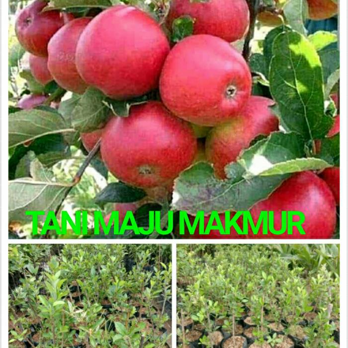 Gambar BIBIT APEL MERAH dari Tani Maju Makmur undefined Tokopedia