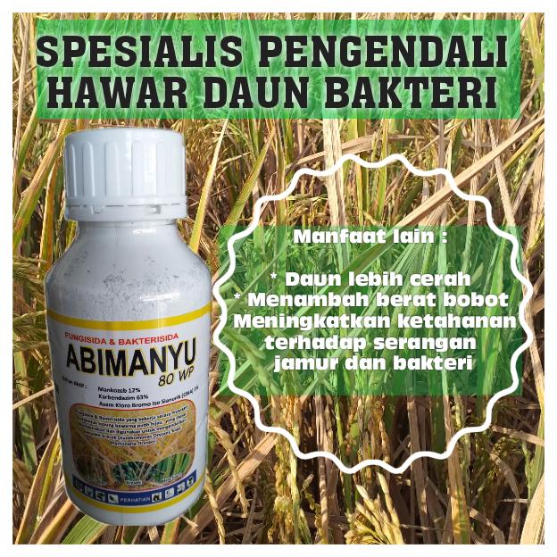 Gambar fungisida bakterisida abimanyu obat padi merah (kresek)/bahan CBIA dari Alam Tani Keramat undefined Tokopedia