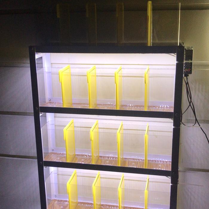 Gambar rak cupang set dengan lampu LED - Hitam, PLT =60x14x75cm dari ironmade undefined Tokopedia