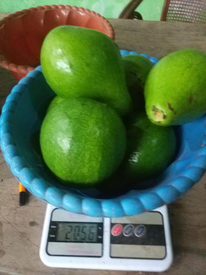 Gambar Alpukat Super Premium - Sekilo isi 5++ dari Produk Olahan Jember PT Maju Pesat Barokah undefined 4 Tokopedia
