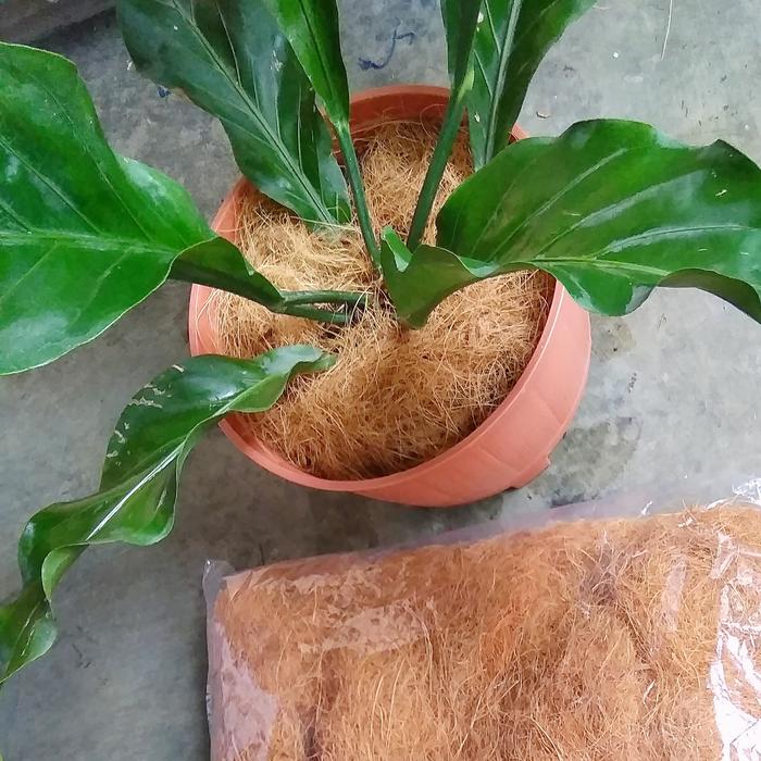 manfaat cocofiber untuk tanaman
