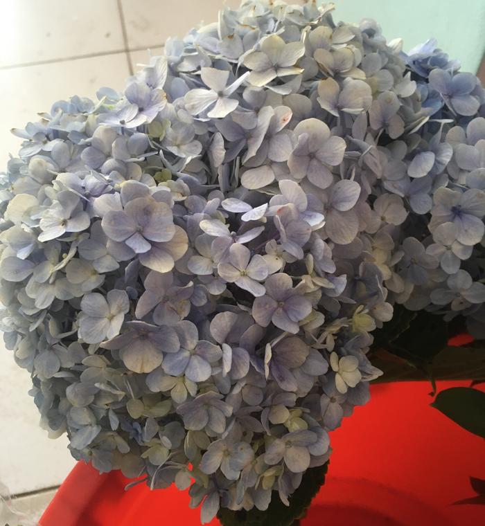 Gambar Bunga Hortensia Hydrangea Segar - Biru dari Rose by Agronas undefined Tokopedia