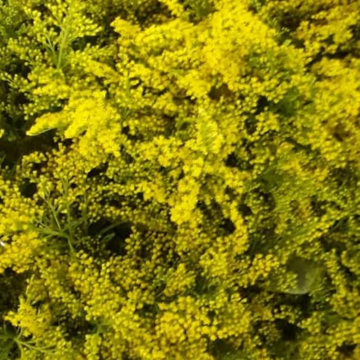 Gambar bunga solidago bunga potong - Kuning dari kimuyablooms undefined Tokopedia