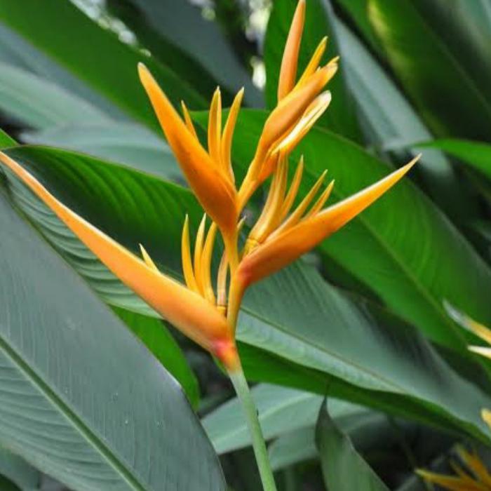 Gambar tanaman hias heliconia pisang an - Orange dari Ahmad landscape_NEW undefined Tokopedia