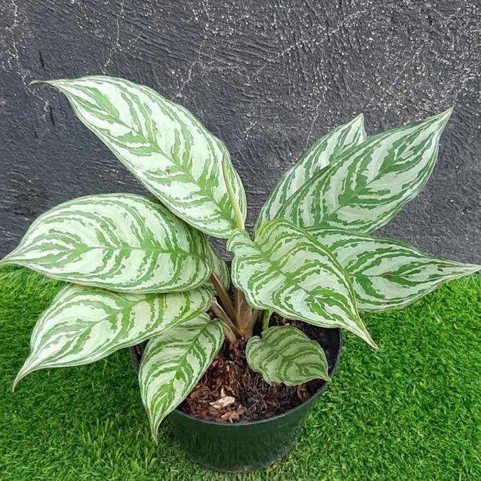 Gambar aglonema cripsum_sri rezeki dari zhafira flowers undefined Tokopedia