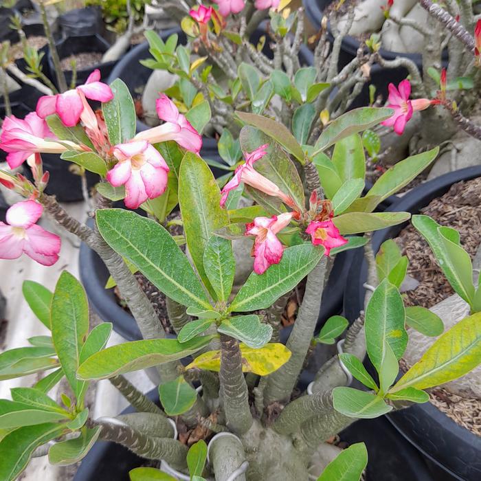 Gambar Bibit tanaman hias bunga kamboja jepang, bunga adenium - bunga lapis 1 dari kios bibit tanaman 17b undefined Tokopedia