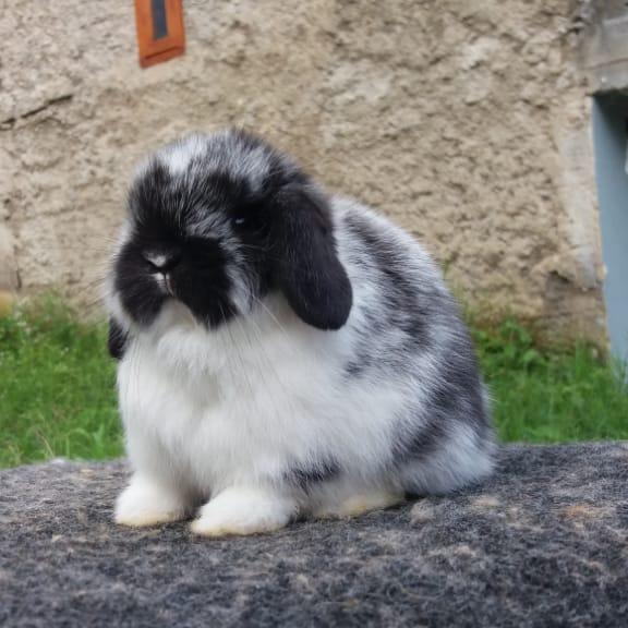 HOT Broken Grey Holland Lop Opal Holland Lop EB2– Broken