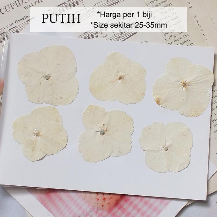 Gambar Bunga Kering ASLI HYDRANGEA Real Dry Pressed Flower Isi Resin Nail Art - Putih dari Queen Sunny undefined Tokopedia