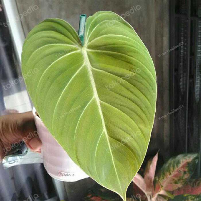 Gambar Tanaman Hias Philodendron Glorious Tunas Siap Mekar dari Toko Hobipedia undefined Tokopedia