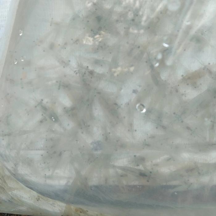 Gambar udang hidup pakan ikan predator dari Daina Avenue undefined Tokopedia