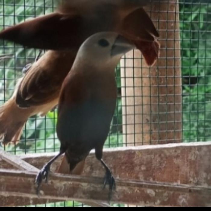 Gambar burung emprit kaji dari manu petshopp undefined Tokopedia