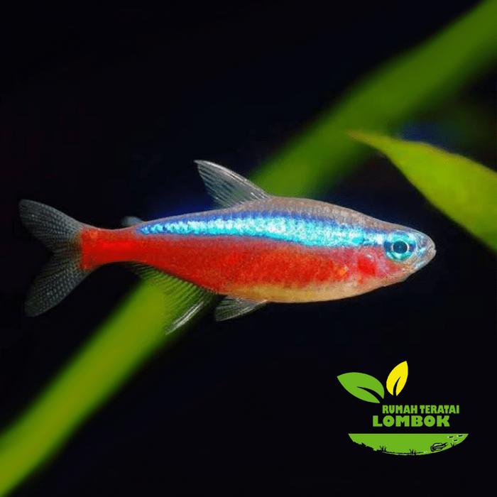 Gambar Cardinal Tetra dari Rumah Teratai Lombok undefined Tokopedia