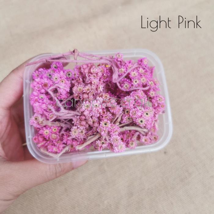 Gambar Bunga Kering Mini Dried Everlasting Flower - Merah Muda dari Canopeecraft undefined Tokopedia