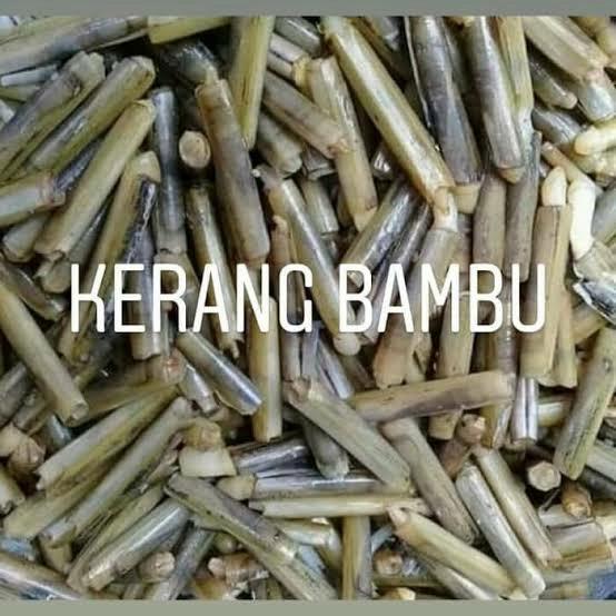 Gambar kerang bambu segar 1kg dari kanikan sapi undefined Tokopedia