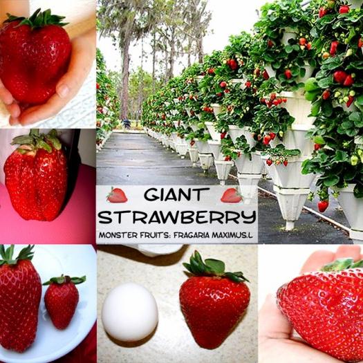 Seeds Fruit Strawberry Giant Biji Buah 