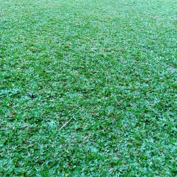 Gambar pasang rumput gajah mini pak andika dari CV ADITIYA FLOWRA undefined Tokopedia