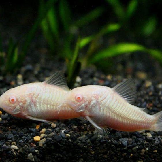Gambar corydoras albino dari Iamfisheries undefined Tokopedia