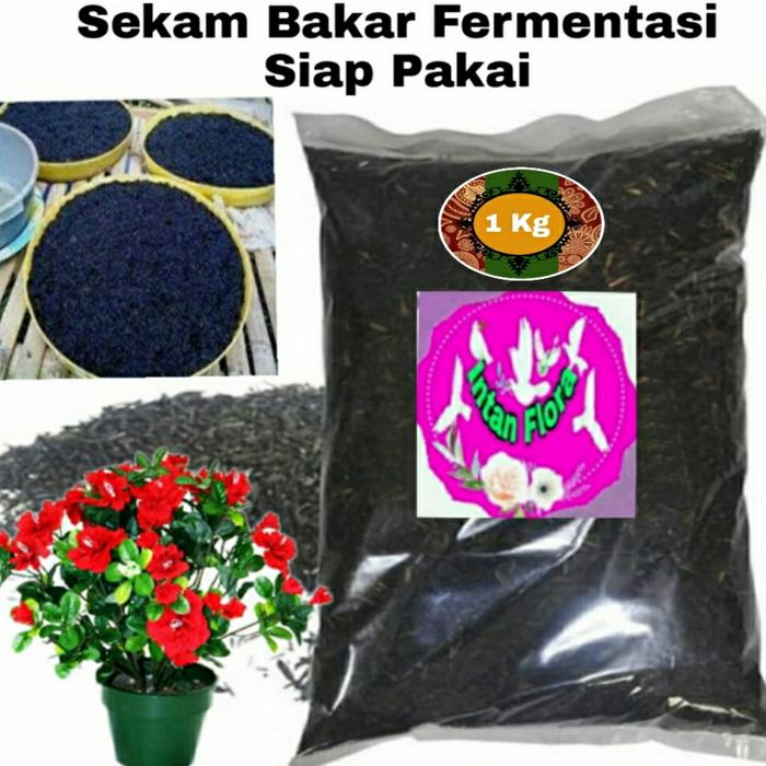Gambar Sekam bakar Fermentasi paket 2 pcs Siap Pakai dari Intan Flora undefined Tokopedia