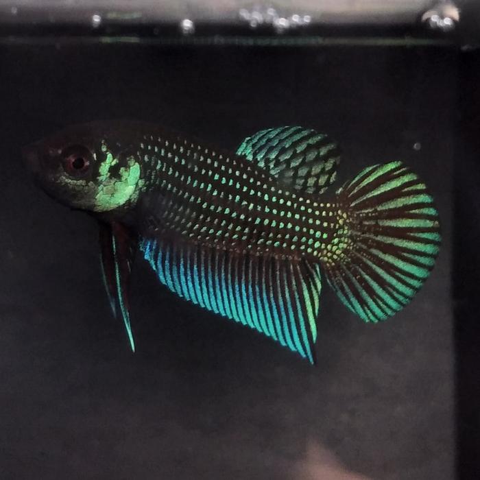 Gambar wild betta mahachay promo 3 ekor 100k dari Bagan Liong undefined Tokopedia