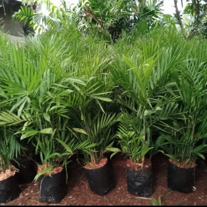 Gambar chamaedorea elegans,,,palem kamedoria,,,palem bambu dari Cv Rgm Nursery undefined Tokopedia