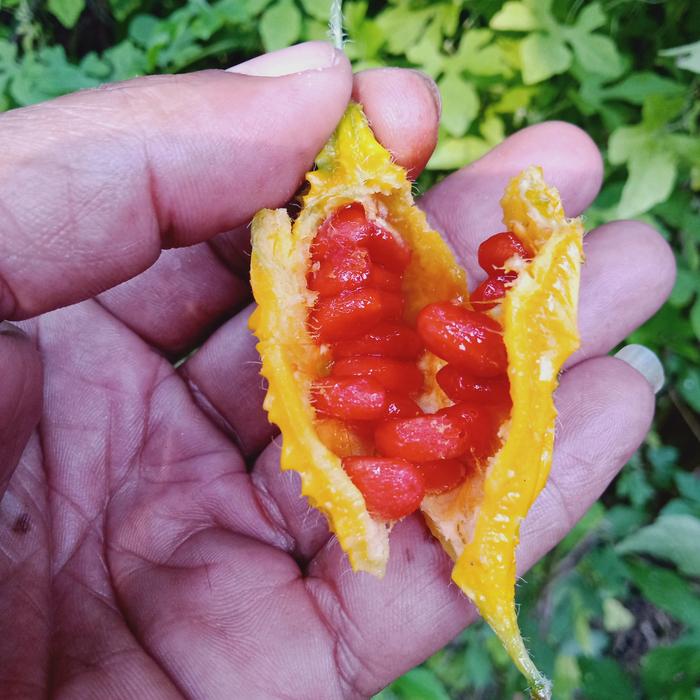 Gambar Bibit Biji Pare Rawit Pare Hutan 20 Biji dari RahmatPenjual73 undefined Tokopedia