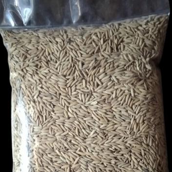 Gambar Benih Padi Srikandi bibit padi Sri kandi asli Indonesia berkwalitas un - kemasan polos dari AGROBISTORE undefined Tokopedia